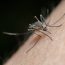 Why Investing in a Mosquito Control Franchise Is a Smart Business Move
